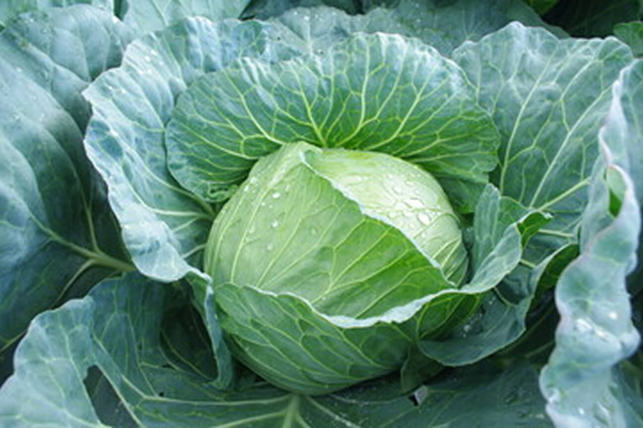 葉菜類